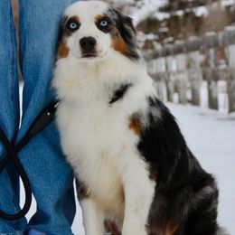 Buddy - Australian Shepherd