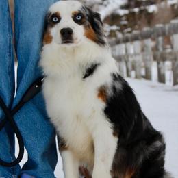 Buddy - Australian Shepherd