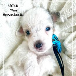 UKEE - Grey and white male Bernedoodle puppy in Houston, Texas from Pia’s Doodle Poodle Wag