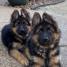 German Shepherd Puppies from Ewig Krieger Kennels