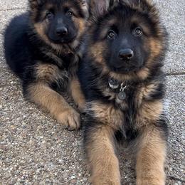 German Shepherd Puppies from Ewig Krieger Kennels