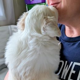 Nudge - Saddleback sable Border Collie puppy in Ashford, Alabama from Double4farms