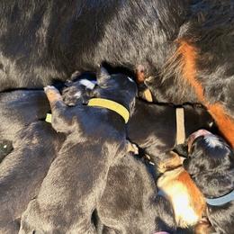 Reserve Female Puppy - Black rust and white female Bernese Mountain Dog puppy in Oakley, Idaho from Purple Sage Puppies Bernese Mountain Dogs