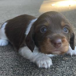 Lil Trixie - Piebald female Dachshund puppy in Jackson, Tennessee from Cashmere Crown Mini Dachshunds