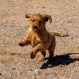 Cocoa - Golden female Golden Retriever puppy in Wellington, Colorado from High Country Golden Retrievers
