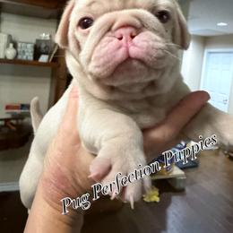 Aaron - White male Pug puppy in Lufkin, Texas from Pug Perfection Puppies