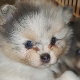 Angel - Blue merle female Pomeranian puppy in Weatherford, Texas from Jeweled Poms