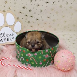 Tulip - Cream sable female Pomeranian puppy in Concord, California from Eelan’s Poms