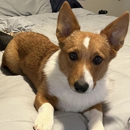 Hudson - Pembroke Welsh Corgi