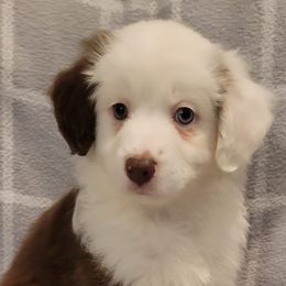 Miniature Australian Shepherds from J&J Mini Aussies