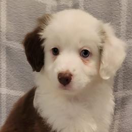 Miniature Australian Shepherds from J&J Mini Aussies