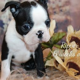 Boy 7- Ripper - Black and white male Boston Terrier puppy in North Central, Vermont from Windy Valley’s Bostons