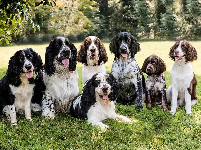 Third Creek Springers in North Carolina | English Springer Spaniel ...