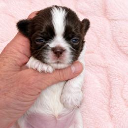 Lyric - Liver and white female Shih Tzu puppy in Tallahassee, Florida from Bows and Bow Ties