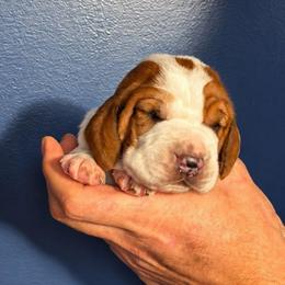 Marcie - Mahogany and white female Basset Hound puppy in Bellaire, Ohio from Blessed Bassets