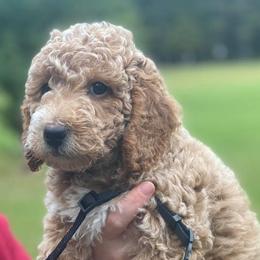 Goldendoodles from Cape Fear Doodles
