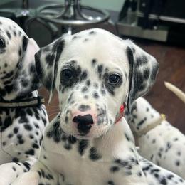 Kit Kat - White and black male Dalmatian puppy in Austin, Texas from Dazzling Dalz