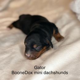 Gator - Black and tan male Dachshund puppy in Lexington, Oklahoma from BooneDox Miniature Dachshunds