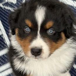BTM2 - Black tri-color male Australian Shepherd puppy in Washington, Indiana from Bombshell Australian Shepherds