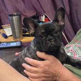 Mel - Brindle female French Bulldog puppy in Summit, Mississippi from Impressive Bulldogs and French Bulldogs