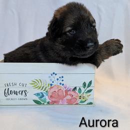 Aurora - Sable female German Shepherd puppy in Waterloo, New York from Von Nikolaos German Shepherds