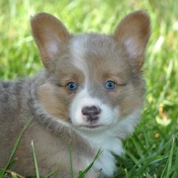 Tank - Blue male Pembroke Welsh Corgi puppy in Hotchkiss, Colorado from Grand Mesa Corgis
