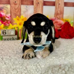 Boy three - Black and cream male Dachshund puppy in Lakeland, Florida from Ruthie’s Rich Mini Dachshunds