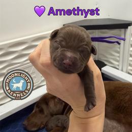 Amethyst - Chocolate female Labrador Retriever puppy in Elloree, South Carolina from Moonlight Kennels LLC