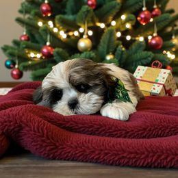 Boomer - Tricolor male Shih Tzu puppy in Vernon, Texas from Jennifer's Shih Tzus