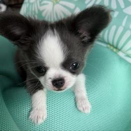 Leah  AKC - Blue and white female Chihuahua puppy in Amity, Pennsylvania from Rhoda and Verna