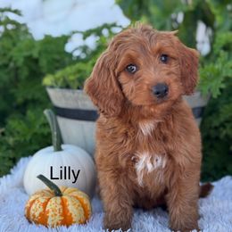 Lilly - Red  female Goldendoodle puppy in Oxford, Pennsylvania from FriendlyPals