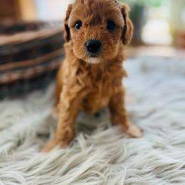 Darla - Red female Cavapoo puppy in Natural Bridge, Virginia from Rockbridge Puppies