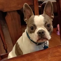 Boston Terrier All Grown Up from Cristi's Port Bostons