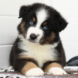 Rocco - Black tri male Toy Australian Shepherd puppy in Ellsinore, Missouri from Shebang Aussies
