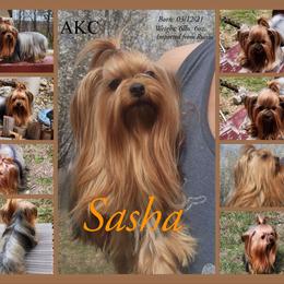 Sasha - Yorkshire Terrier