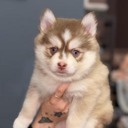 Liberty - Red and white female Pomsky puppy in Spring Hill, Florida from Besties Paw Life