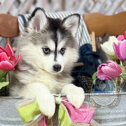 Monarch Sapphire - Gray and white female Pomsky puppy in Greeley, Colorado from Monarch Pomskies | Northern Colorado