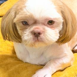 Buster - Sable and white male Shih Tzu puppy in Victorville, California from RUMBLE n TUMBLE