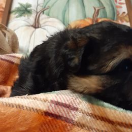 German Shepherds from Sarah Dickens