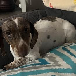 Raya - Dachshund