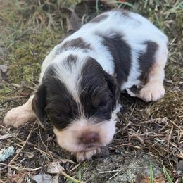 Girl 1 - Brown and white female Cocker Spaniel puppy in Gadsden, Alabama from Rich Cat’s