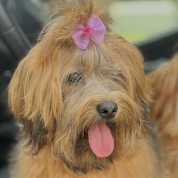Izzy - Havanese