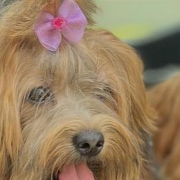 Izzy - Havanese
