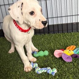 Soho - White and black female Dalmatian puppy in Sedalia, Missouri from Missouri Dalmatians