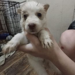 Siberian Husky Puppies from Millington Breeders