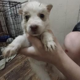 Siberian Husky Puppies from Millington Breeders