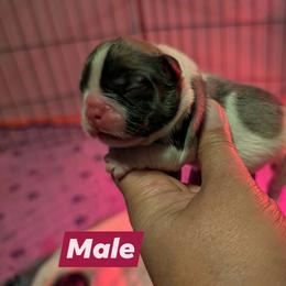 Boy 1 - Fawn and white male French Bulldog puppy in Battle Ground, Washington from Ferguson's Bulldogs