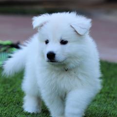Berger Blanc Suisse Puppies from Absolute Dream White Swiss Shepherds