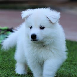 Berger Blanc Suisse Puppies from Absolute Dream White Swiss Shepherds