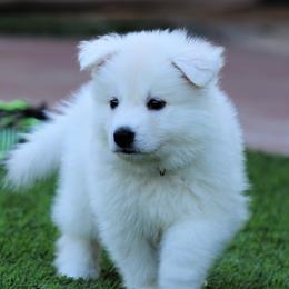 Berger Blanc Suisse Puppies from Absolute Dream White Swiss Shepherds
